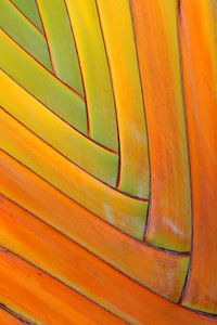 Extrême gros plan d'une feuille de palmier sur AGAMI Photo Agency