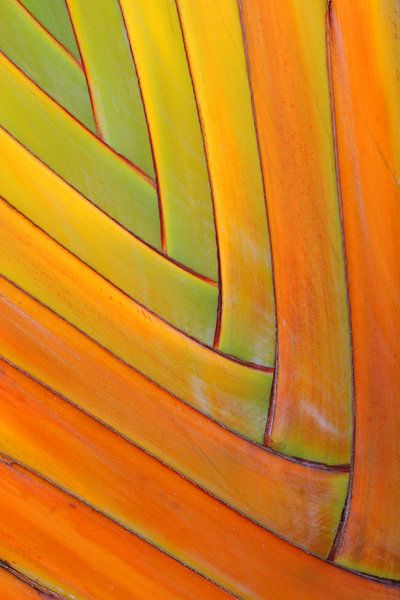Extrême gros plan d'une feuille de palmier par AGAMI Photo Agency