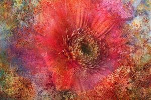 verträumte  Gerbera im Sommer