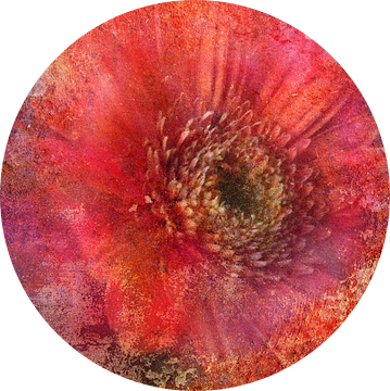 roze Gerbera van Claudia Gründler