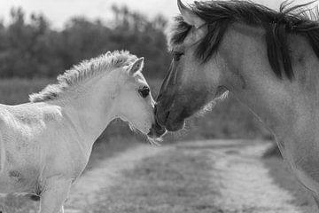 Paard met veulen in zwart wit van Ans Bastiaanssen