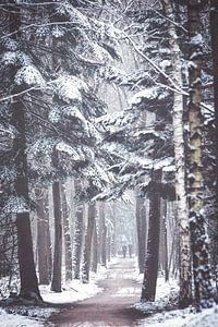 Une allée d'arbres en hiver dans le Zeisterbos ! sur Peter Haastrecht, van