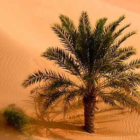 Palmboom in de woestijn van Anita Loos