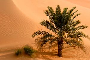 Palm tree in the desert by Anita Loos