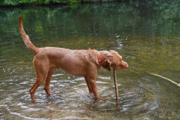 Waterspelletjes aan het meer met een bruine Magyar Vizsla draadhaar.