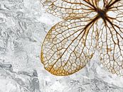 The texture of on a hydrangea flower in front of a winter background by Marjolijn van den Berg thumbnail