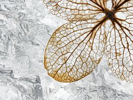 De structuur van een hortensiabloem op een winters bedje van Marjolijn van den Berg