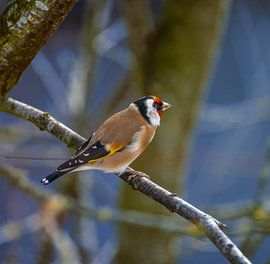 A goldfinch sitting on a branch by ManfredFotos