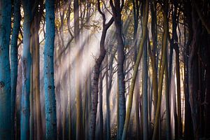 La lumière dans la forêt sur Martin Wasilewski