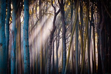 Light in the forest by Martin Wasilewski