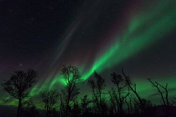 Les Aurores Boréales en Laponie suédoise sur Jiri Viehmann