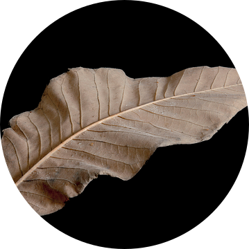 Achterkant Magnolia blad, herfst van Anjo Kan