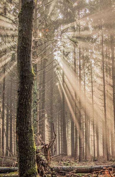 Ochtendlicht by Irma Huisman