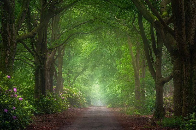 Beech Avenue with Rhododendrons by Jeroen Lagerwerf