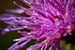 Makroaufnahme von Tautropfen auf lila Blume von Marloes van Pareren