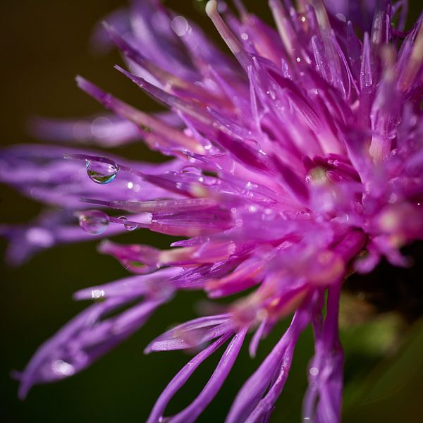 Macro photo of dewdrop on purple flower by Marloes van Pareren