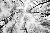 Bomen groeien naar de hemel