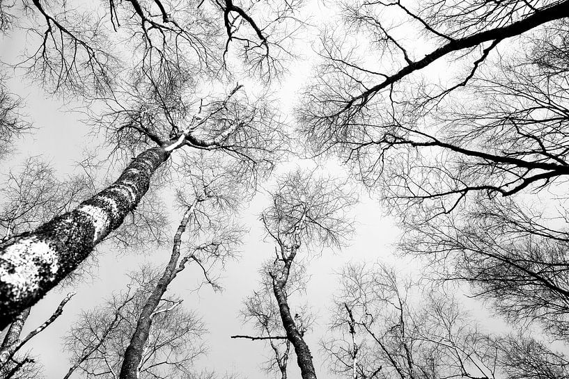 Bomen groeien naar de hemel van Toon de Vos