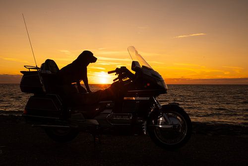 chien en moto au coucher du soleil