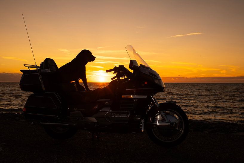 dog on motorbike at sunset by Annelies Cranendonk