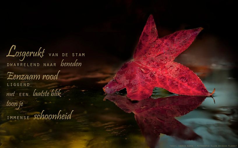 Rood herfstblad by Beeld en Poëzie
