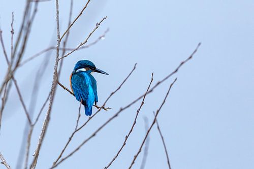 Kingfisher in the hide