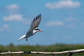Launch Sequence: Lift-Off in the Delta
