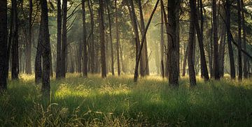Lost in the Pine Forest van Edwin Mooijaart