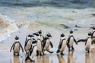 Pinguïns op het strand van Boulders Beach van Easycopters thumbnail