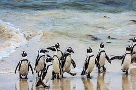 Pinguïns op het strand van Boulders Beach by Easycopters