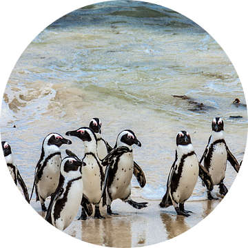 Pinguïns op het strand van Boulders Beach van Easycopters