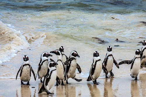 Pinguïns op het strand van Boulders Beach
