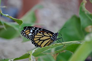 Monarch vlinder op Bonaire van Myrthe Visser-Wind