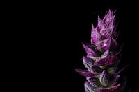 Paarse Salie bloemtop op zwarte achtergrond