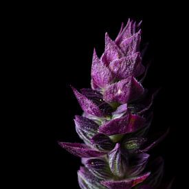 Purple Sage flower top on black background by Anita van Hengel