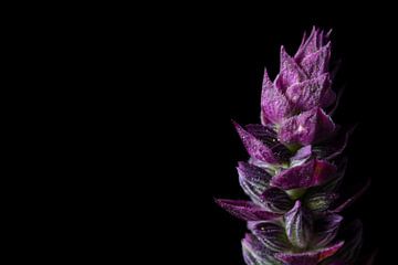 Top de fleurs de sauge violette sur fond noir sur Anita van Hengel