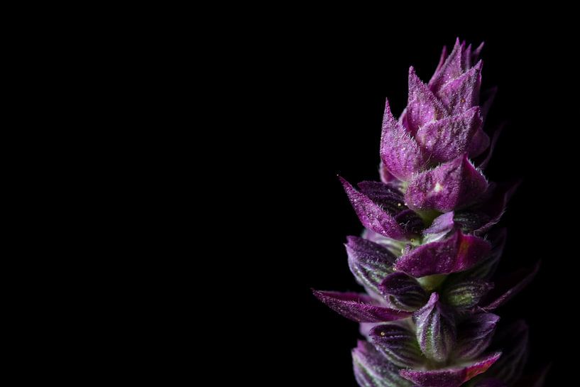 Top de fleurs de sauge violette sur fond noir par Anita van Hengel