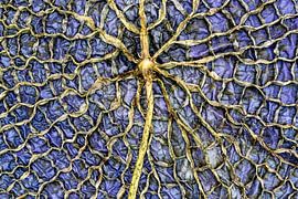 Victoria Amazonica von Antje Verleg-Dijk