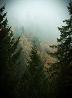 Cloud forest