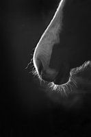 Elegant paardenprofiel met achtergrondverlichting