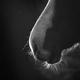 Profil de cheval élégant avec rétro-éclairage sur Imladris Images