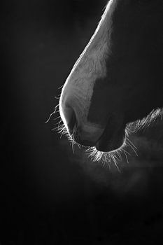 Elegantes Pferdeprofil mit Hintergrundbeleuchtung