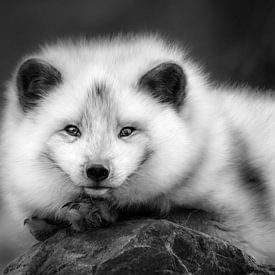 Portrait en noir et blanc d'un renard arctique sur Chihong