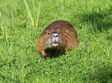 Nutria by Matthias Brix