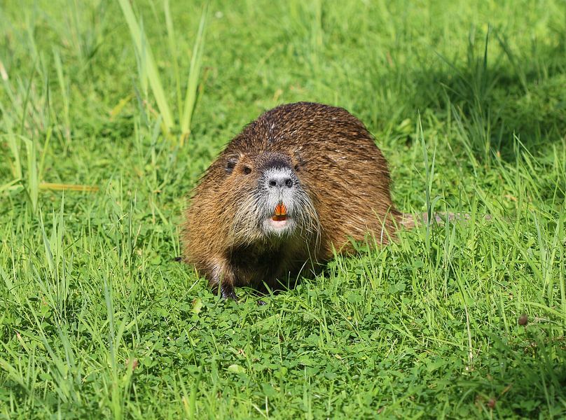 Nutria by Matthias Brix