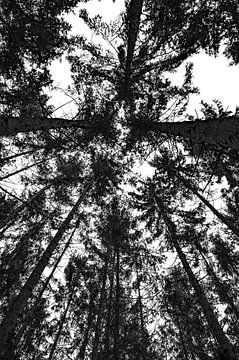 frischer Blick nach oben