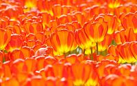 RedandYellow- II