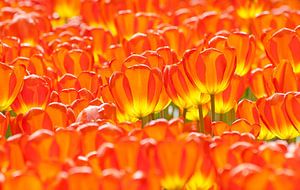 Tulipfield rouge