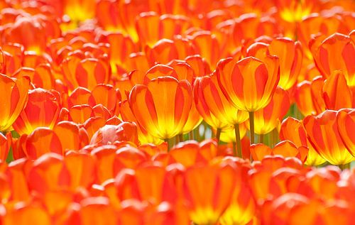 RedandYellow- II