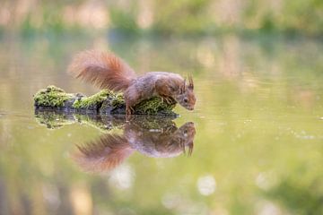 Eichhörnchen mit Reflexion